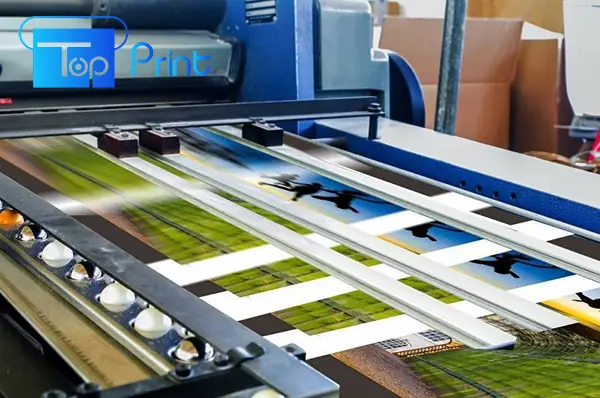 Máy In Vỏ Hộp Giấy: Hướng Dẫn Chọn Mua, Các Loại Phổ Biến & Ứng Dụng